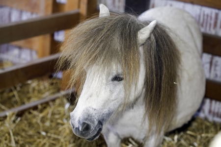 White pony horse on the farmの写真素材