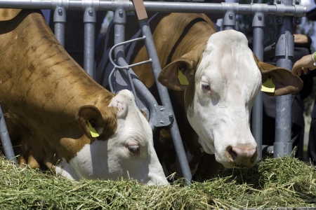Cows are feeding, simmental breed on livestock fairの写真素材