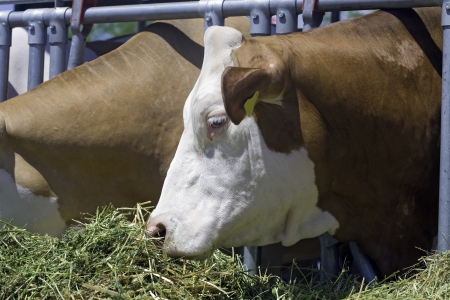 Cows are feeding, simmental breed on livestock fairの写真素材