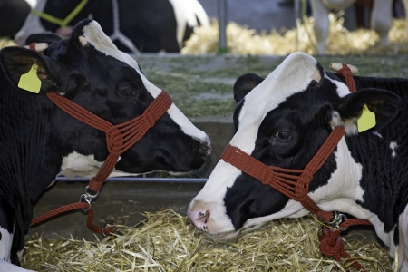 Two cows, holstein breed at livestock fairの写真素材