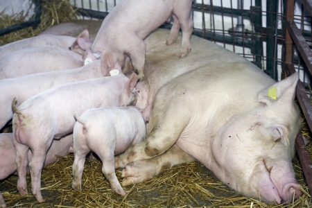 Hungry piglets are sucking milkの写真素材