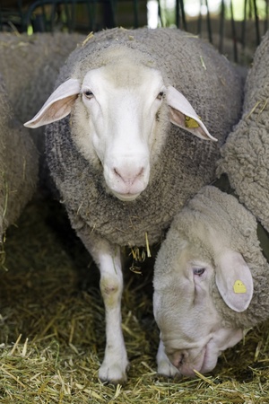 Sheeps are feeding in penの写真素材
