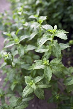 Green leaves of mint at gardenの写真素材
