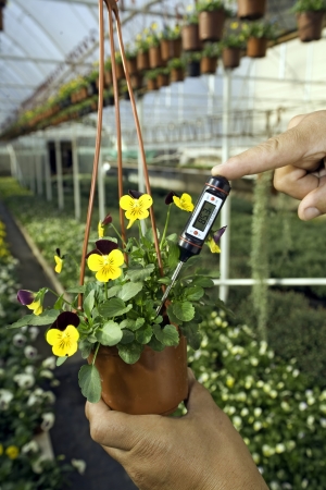 Greenhouse with plants. Gardener is measuring a  soil temperatureの写真素材