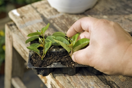Greenhouse with plants. Gardener is growing plantsの写真素材