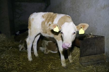 Little calf at farmの写真素材