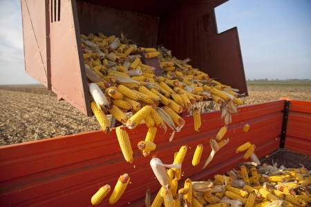 Dumping the corn cobs to tractor trailer during harvest