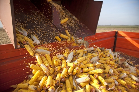 Dumping the corn cobs to tractor trailer during harvestの写真素材