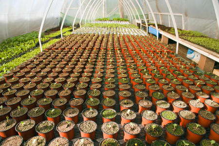 Greenhouse for vegetables and plant nursery - watermelonの写真素材