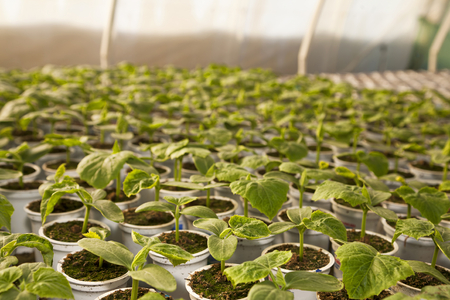Greenhouse for vegetables and plant nursery - cucumbersの写真素材