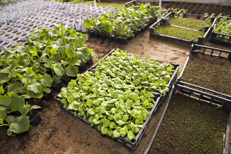 Greenhouse for vegetables and plant nursery - cucumbersの写真素材