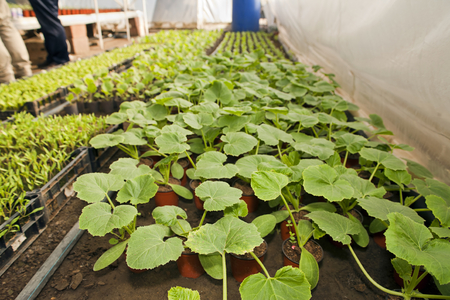Greenhouse for vegetables and plant nursery - zucchiniの写真素材