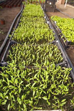 Greenhouse for vegetables and plant nursery - paprikaの写真素材