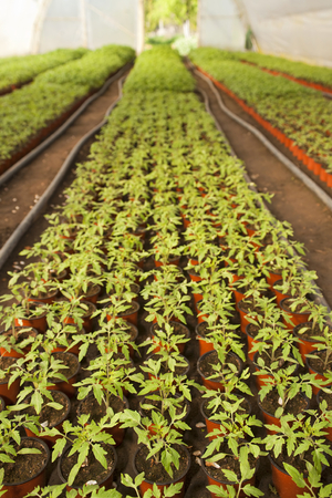 Greenhouse for vegetables and plant nursery - tomatoの写真素材