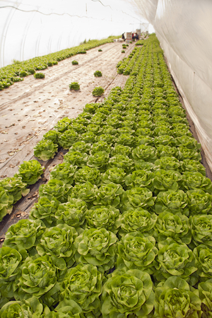 Greenhouse for vegetables and plant nursery - lettuceの写真素材