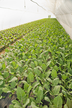 Greenhouse for vegetables and plant nursery -  kohlrabiの写真素材