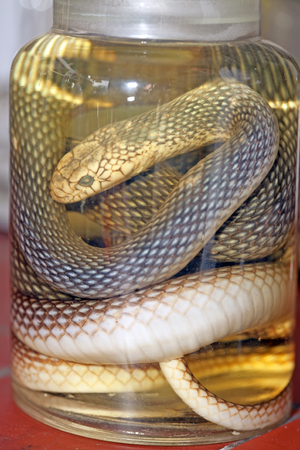 Aesculapiusの写真素材