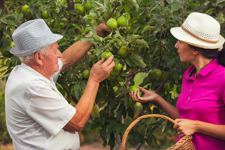 Young woman help an old man in the orchard, to pick applesの写真素材