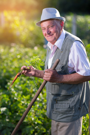 Senior man holding carrot in vegetable gardenの写真素材