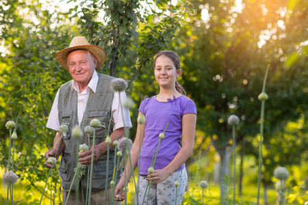Grandfather with his granddaughter in the vegetable gardenの写真素材