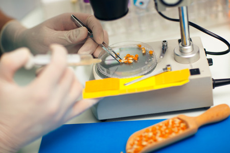 Laboratory assistant in the laboratory of of food quality. Testing the quality of cornの写真素材