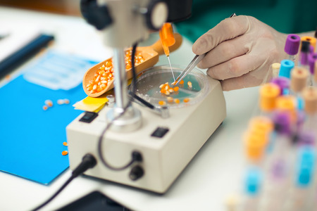 Laboratory assistant in the laboratory of of food quality. Testing the quality of cornの写真素材