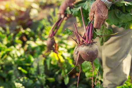 Senior holds a bunch of beet, close upの写真素材