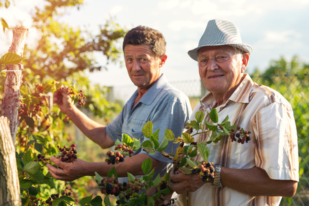 Senior men picking blackberries in the orchardの写真素材