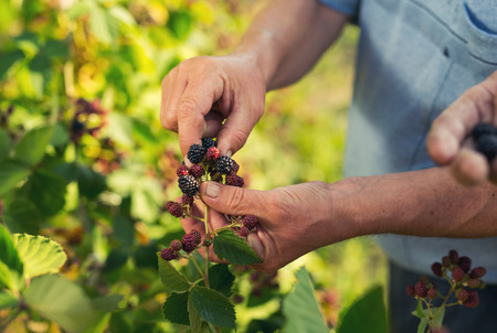 Senior men picking blackberries in the orchardの写真素材