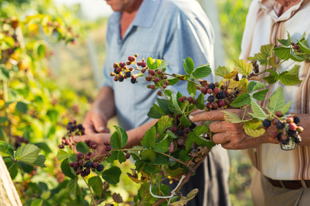 Senior men picking blackberries in the orchardの写真素材