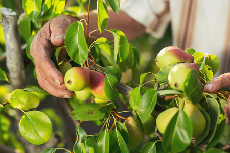 Senior man picking pears in his orchard close upの写真素材