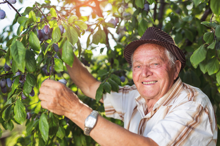 Senior man picking plums in an orchardの写真素材