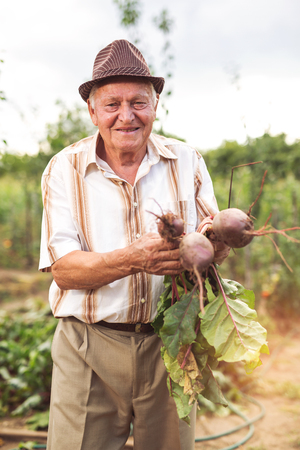 Senior holds a bunch of beet close upの写真素材