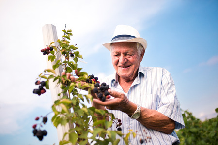 Senior man picking blackberries in an orchardの写真素材