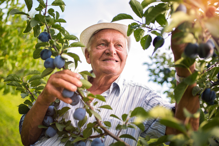 Senior man picking plums in an orchardの写真素材