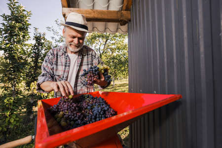 Winegrower working with a wheel of a grape harvesting machine to squeeze many grapes