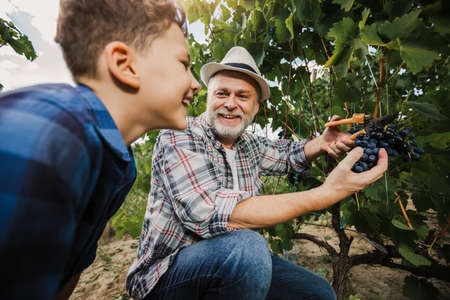 Man and his son working in the vienyard and picking ripe grapes from grapevinesの写真素材