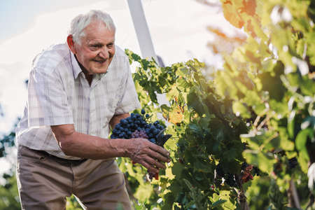 Senior man harvesting grapes in the vineyard.の写真素材