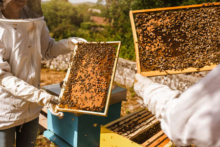 Beekeepers on apiary. Beekeepers are working with bees and beehives on the apiary.
