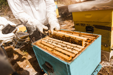 Beekeeper working collect honey. Beekeeping concept.の写真素材