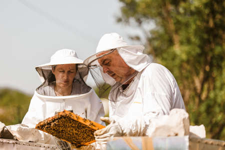 Beekeepers on apiary. Beekeepers are working with bees and beehives on the apiary.の写真素材