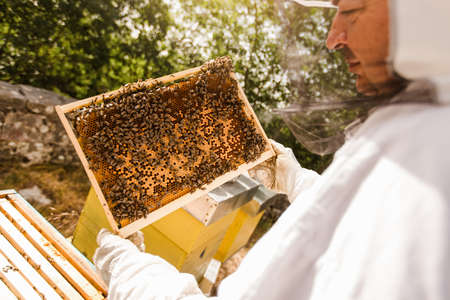 Beekeeper working collect honey. Beekeeping concept.
