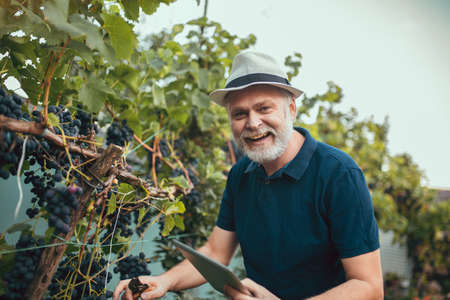 Senior man harvesting grapes in the vineyardの写真素材
