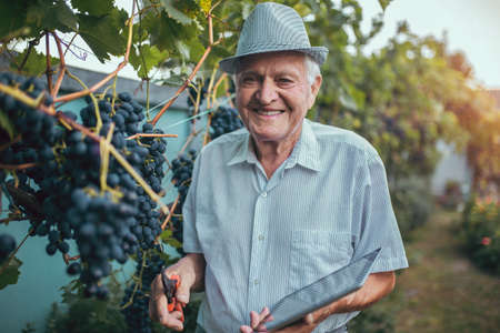Senior man harvesting grapes in the vineyardの写真素材