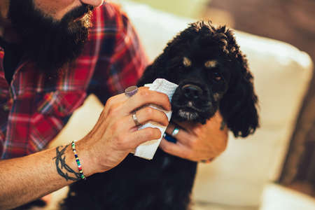Cleaning dog eyes with infection at homeの写真素材