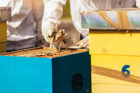 Beekeepers on apiary. Beekeepers are working with bees and beehives on the apiary.