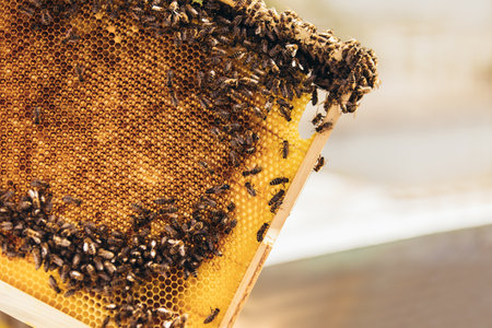 Beekeeper working collect honey. Beekeeping concept.の写真素材