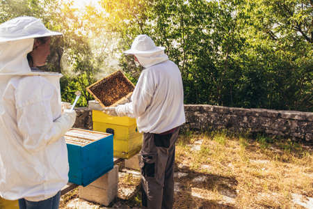 Beekeepers on apiary. Beekeepers are working with bees and beehives on the apiary.