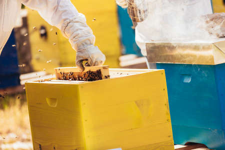 Beekeepers on apiary. Beekeepers are working with bees and beehives on the apiary.の写真素材