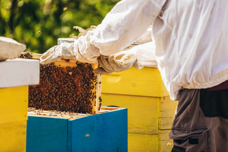 Beekeeper working collect honey. Beekeeping concept.